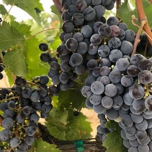 Meet your Posher, Summer